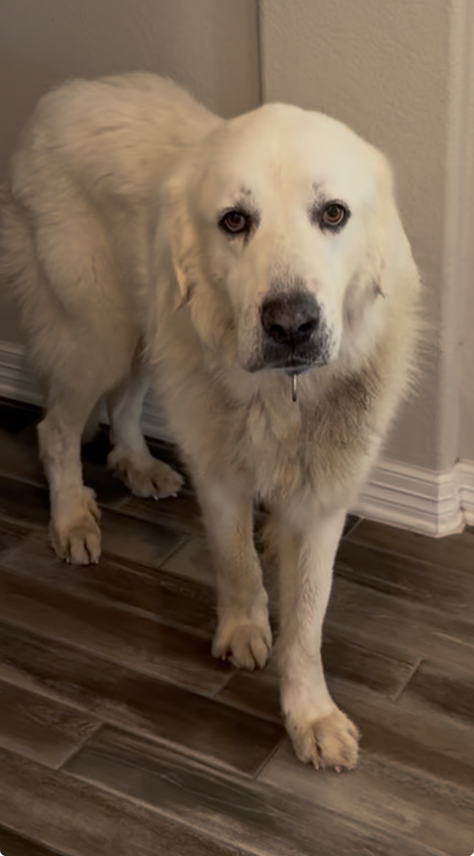 Alfie